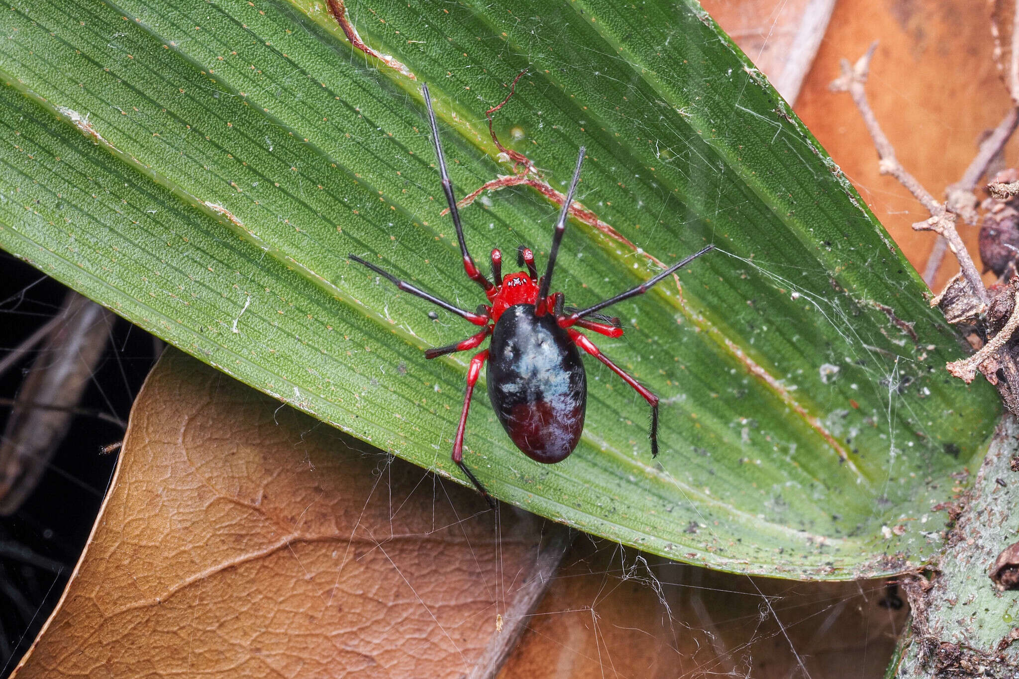 Image of Oncodamus decipiens Harvey 1995