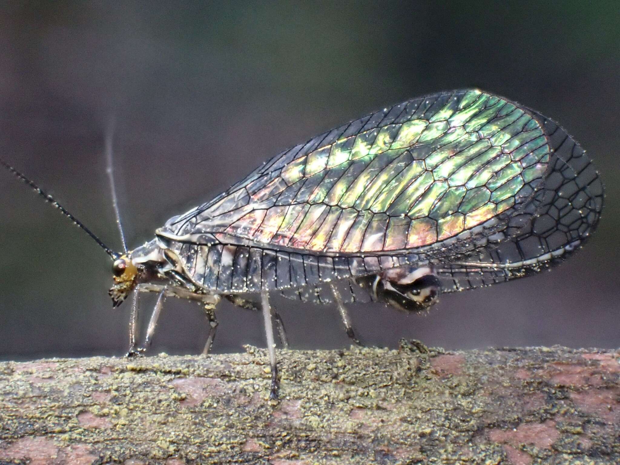 Image of Nothochrysa