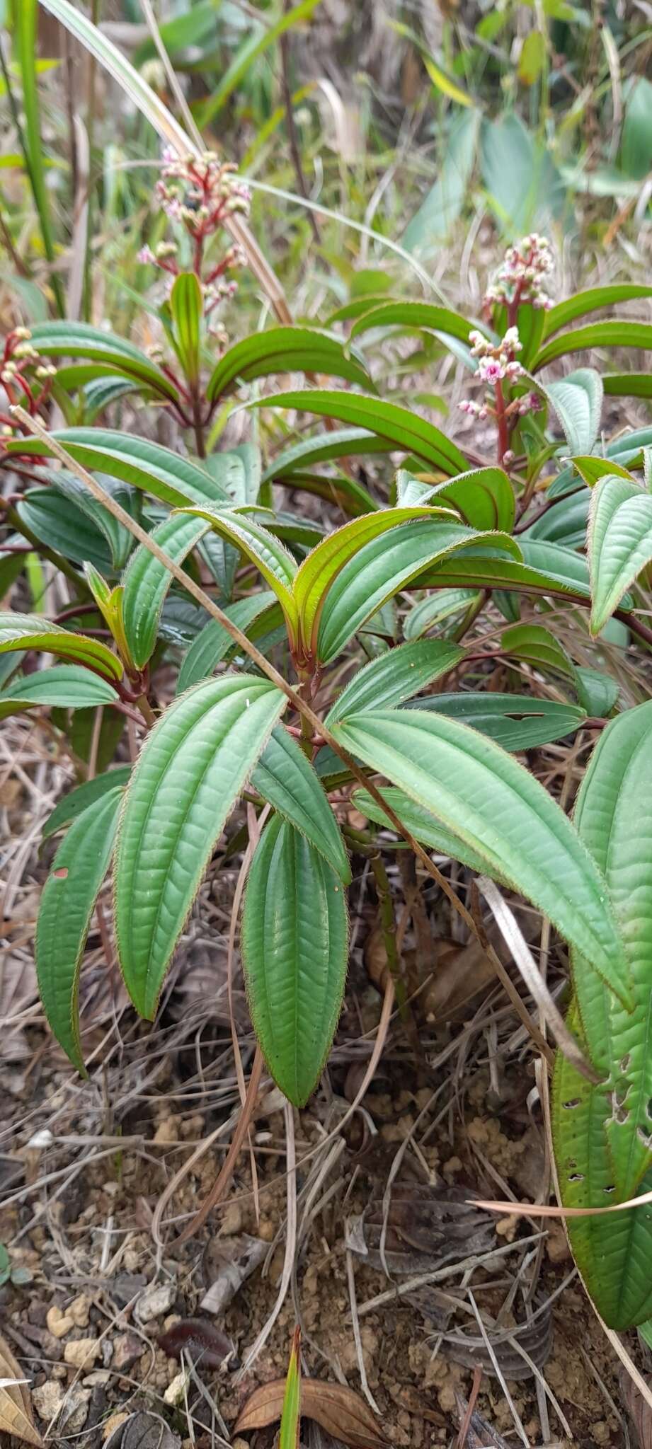 Image of Miconia ciliata (L. Rich.) DC.