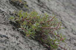 Слика од Blitum asiaticum (Fisch. & C. A. Mey.) S. Fuentes, Uotila & Borsch