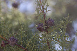 Image of Arizona Cypress