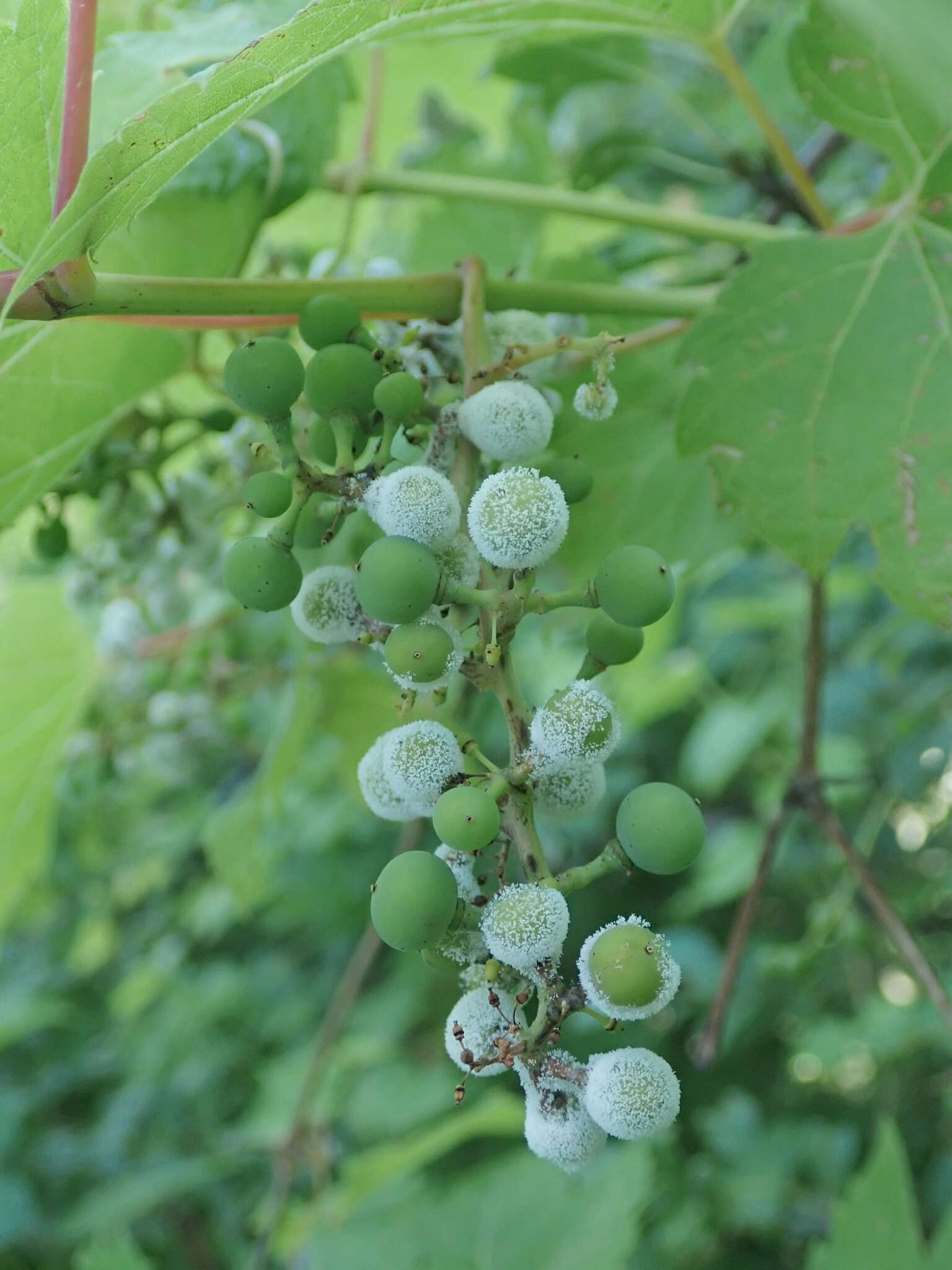 Image of Plasmopara viticola
