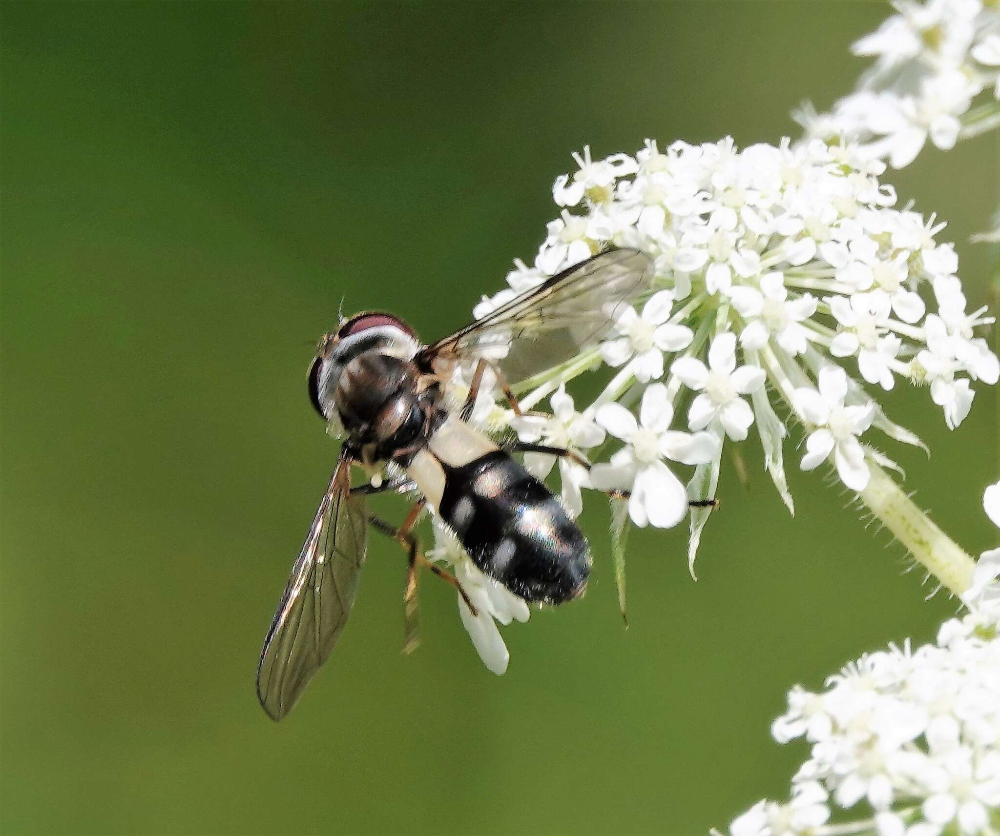 Leucozona xylotoides (Johnson 1916) resmi