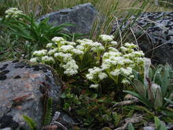 Image of Aciphylla similis Cheeseman