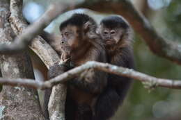 Image of Black Capuchin