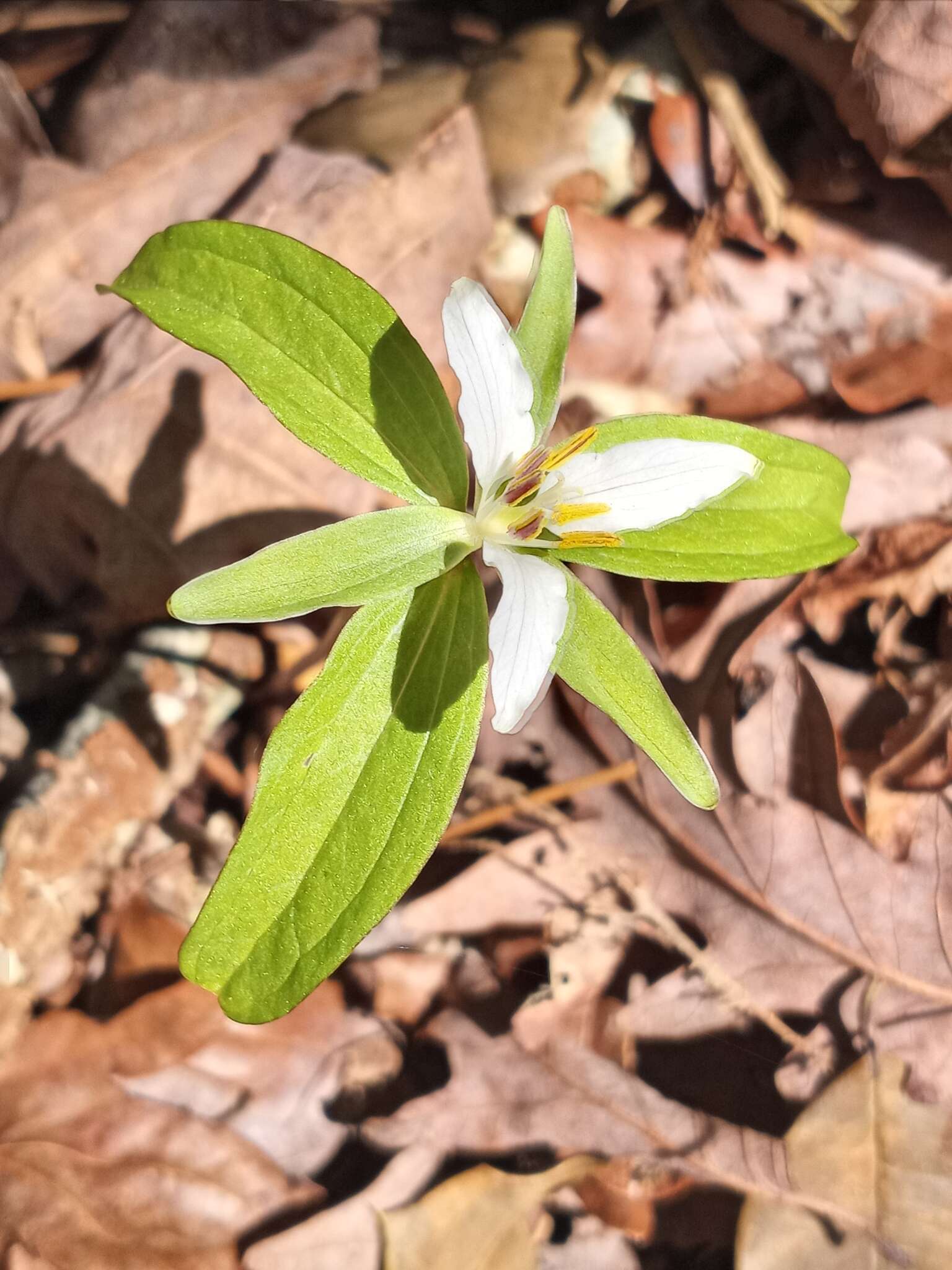 Imagem de Trillium pusillum Michx.