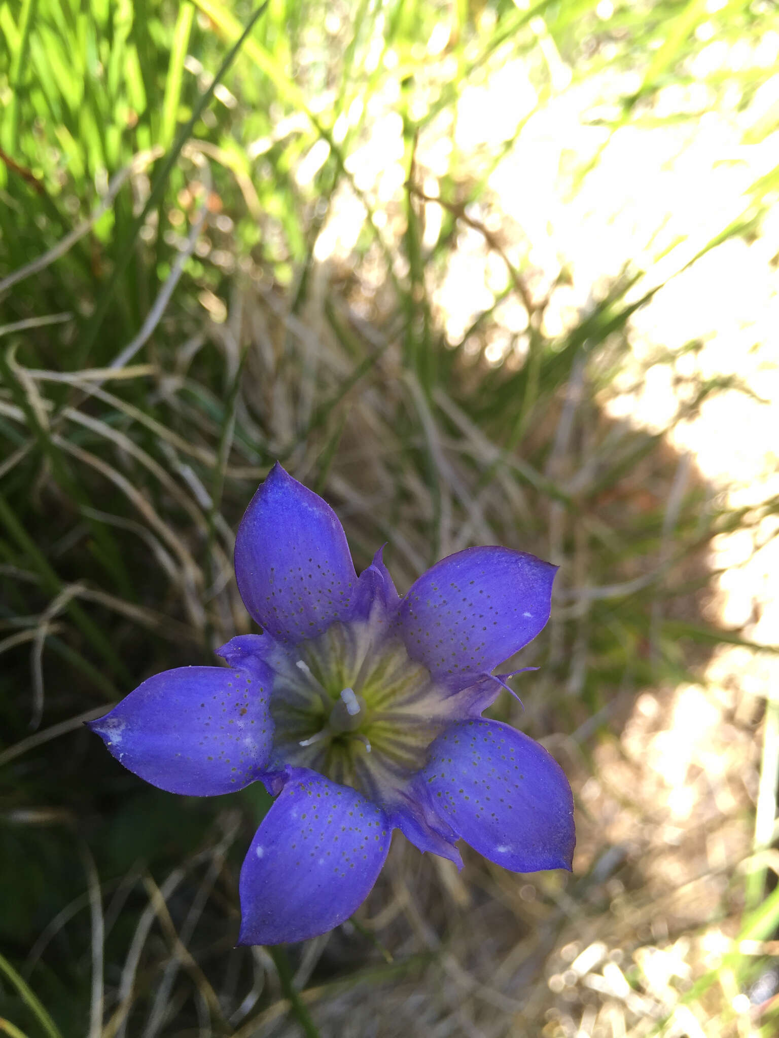 Image of Bog Gentian