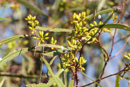 Image of Green mallee