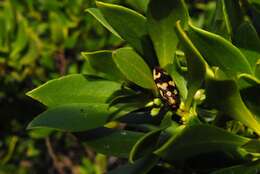 Image of Castiarina cupreoflava (Saunders 1869)