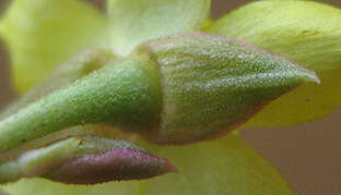 Image of Porcupine root