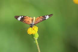 Image of Acraea encedon Linnaeus 1758