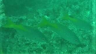 Image of Golden snapper