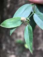 Image of Pothos chinensis (Raf.) Merr.