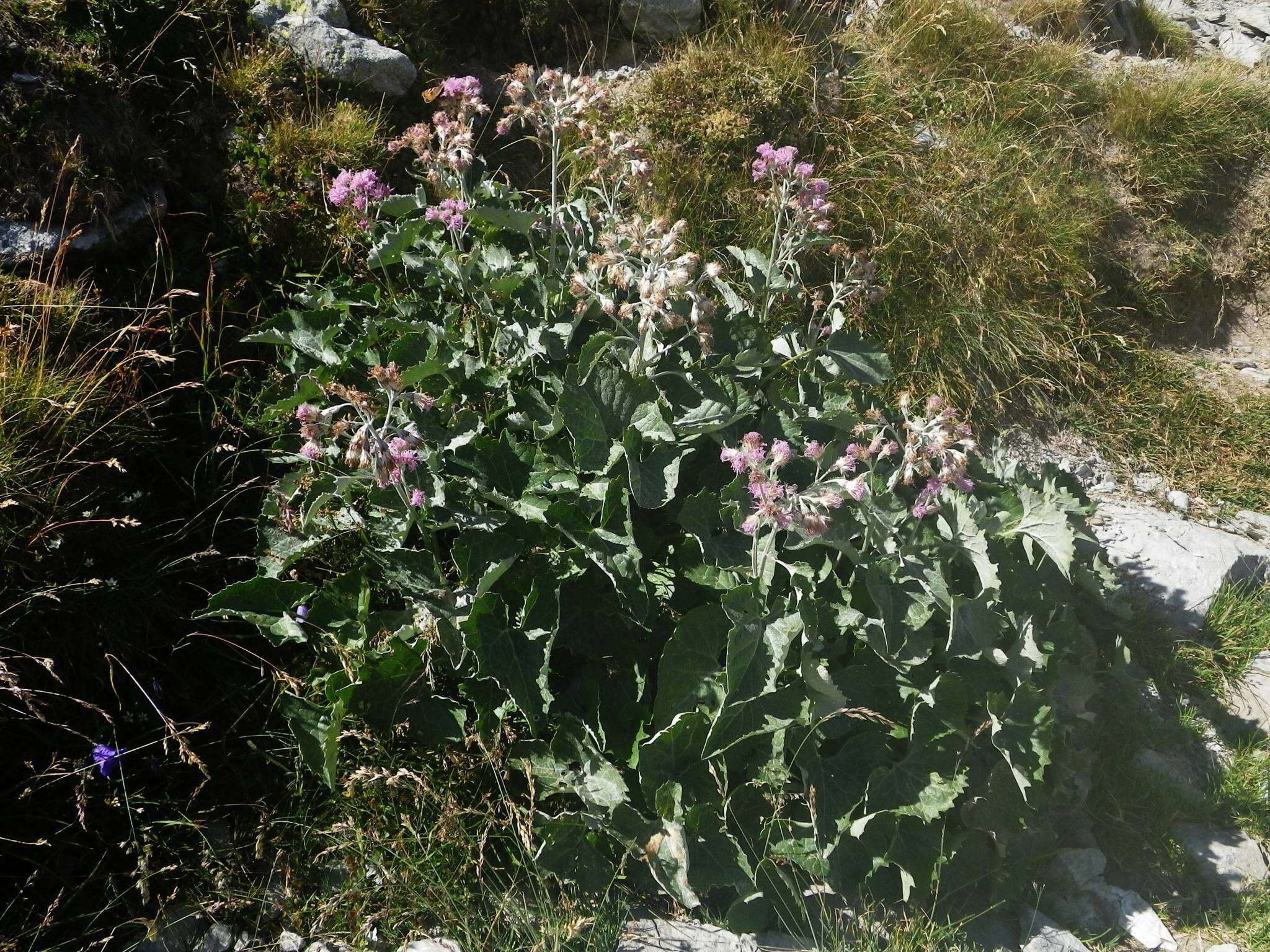 Image de Adenostyles leucophylla (Willd.) Rchb.