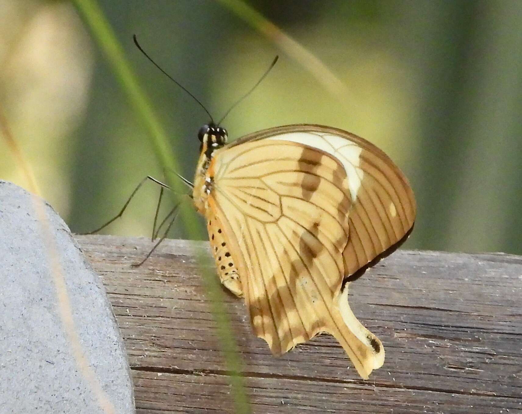 Image of <i>Papilio <i>dardanus</i></i> dardanus