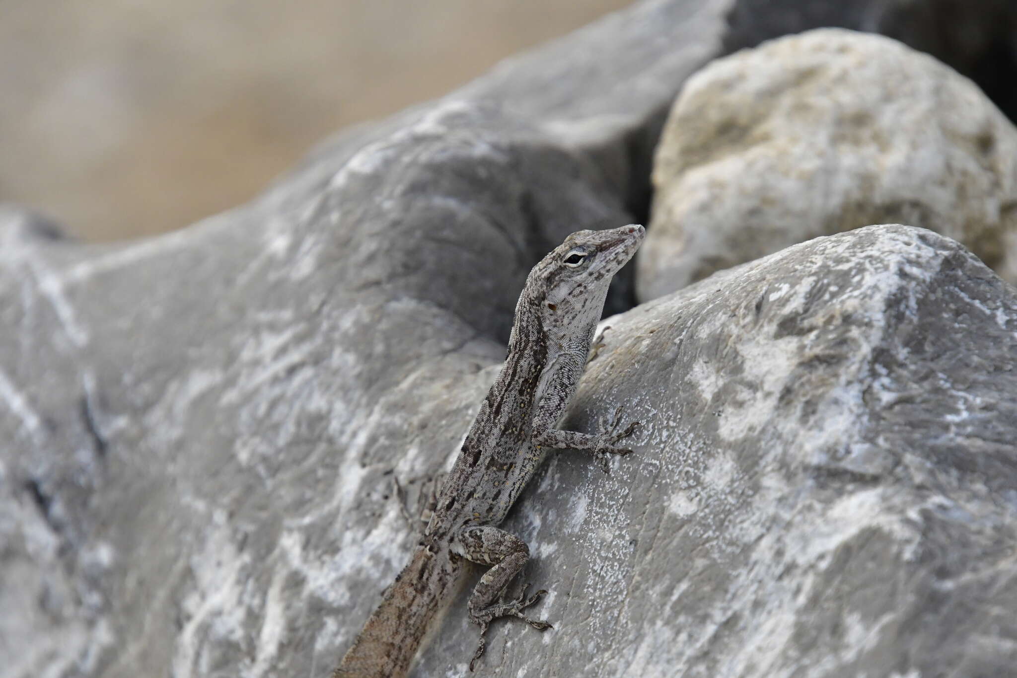 Image of Cook's Anole