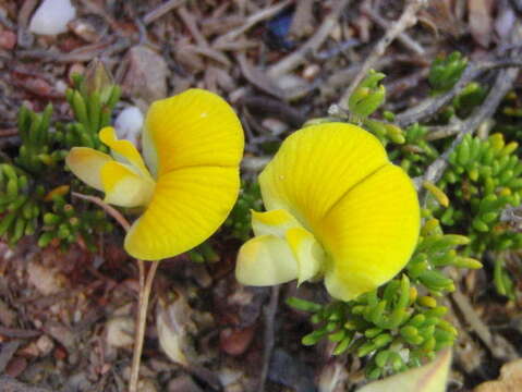 Image of Aspalathus pedicellata Harv.