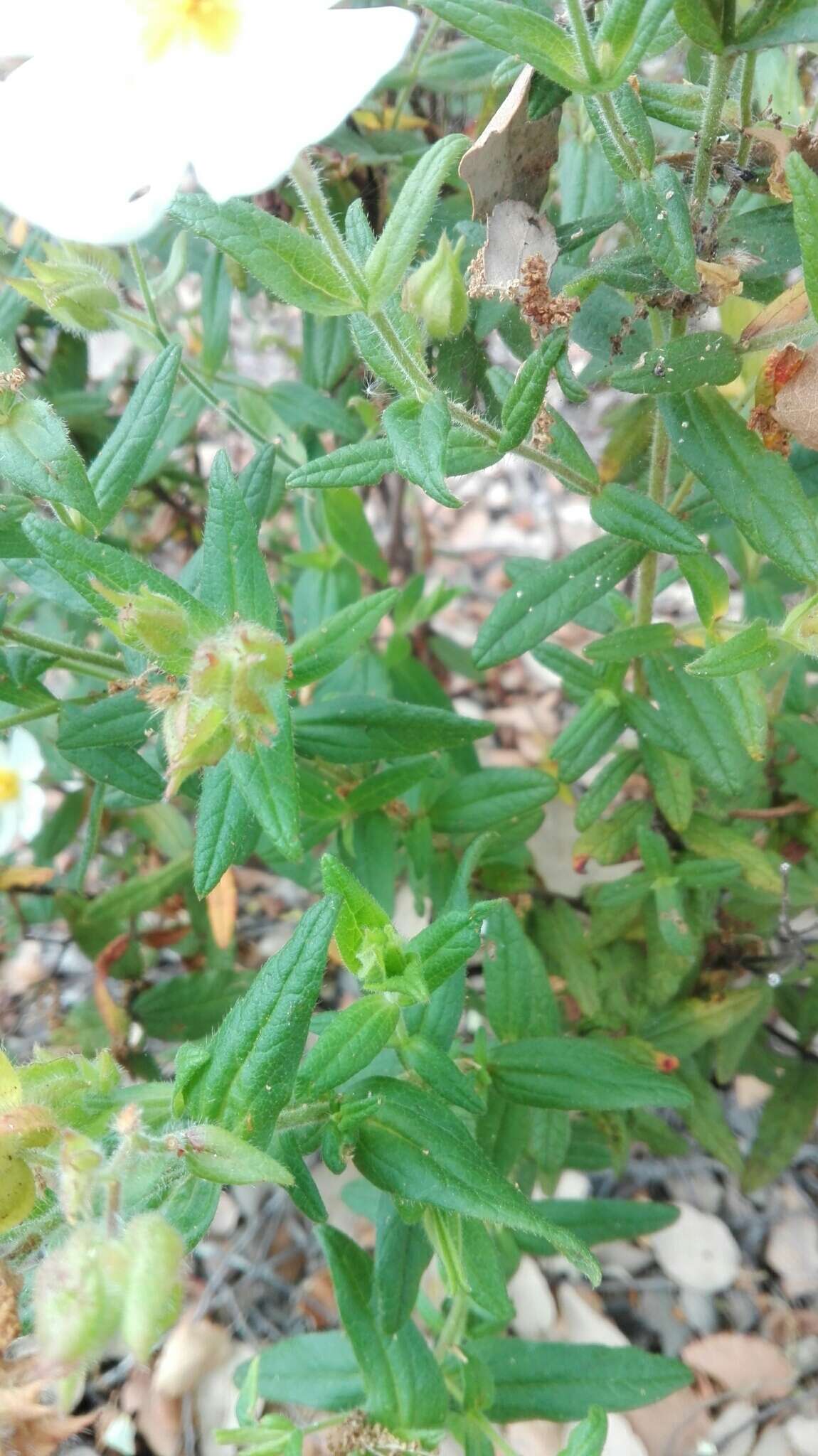 Imagem de Cistus monspeliensis L.