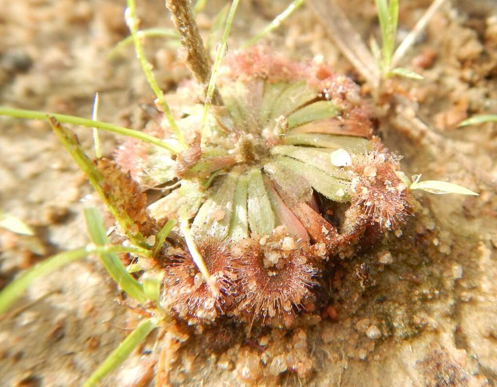 Image de Drosera brevicornis Lowrie