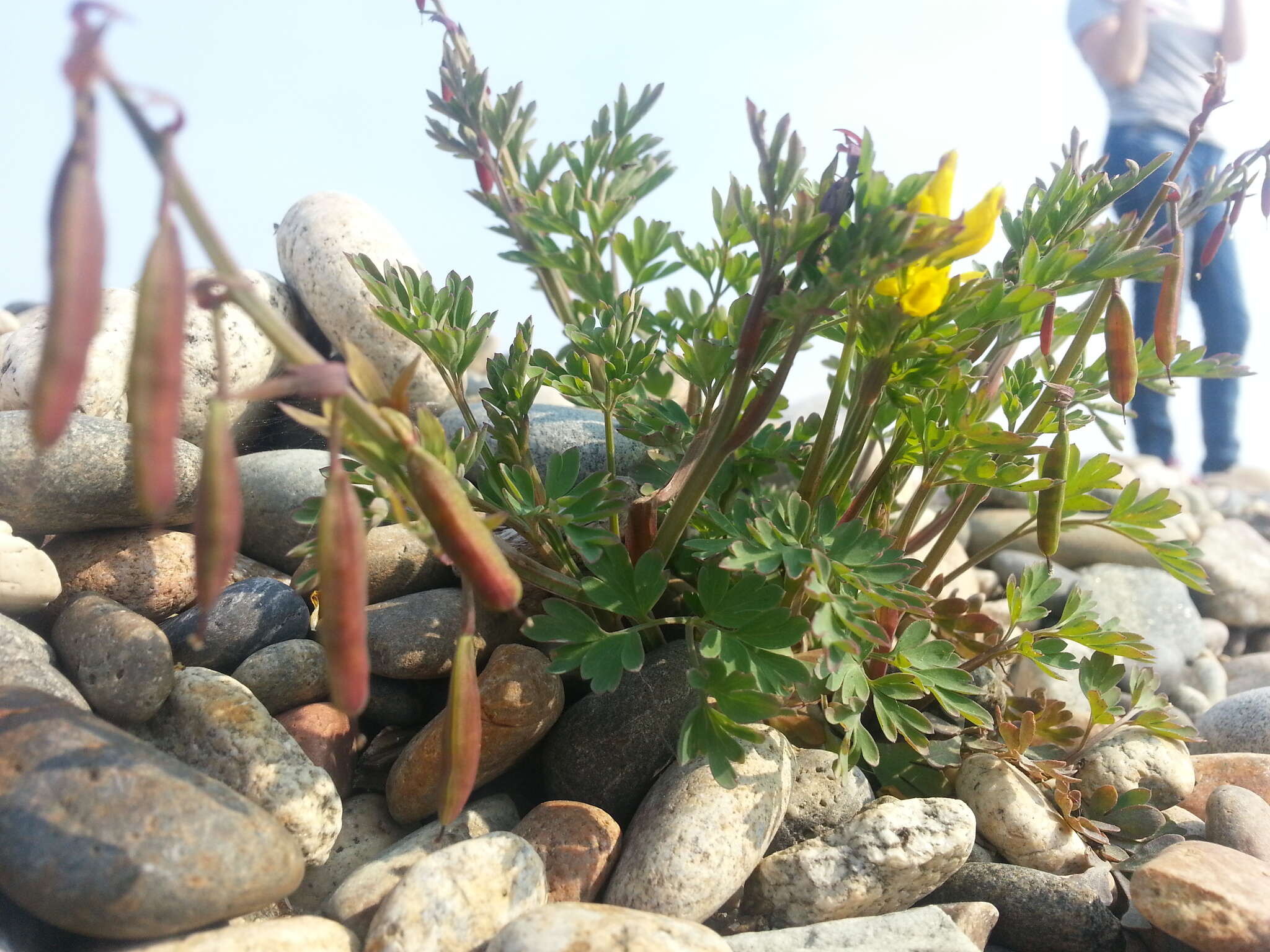 Image de Corydalis impatiens (Pall.) Fisch. ex DC.