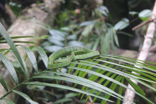 Trimeresurus sumatranus (Raffles 1822)的圖片