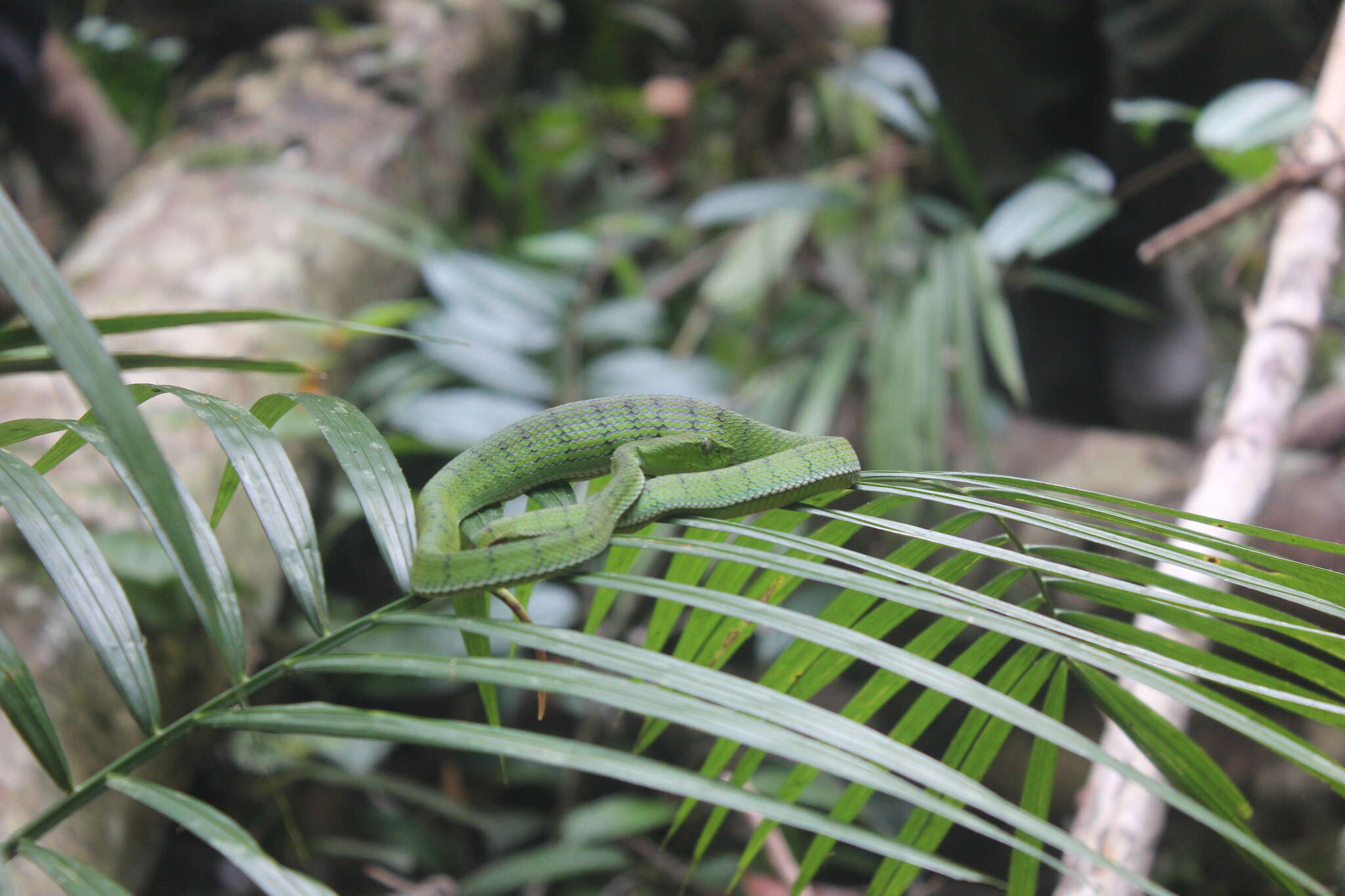 Image of Malcolm’s pitviper