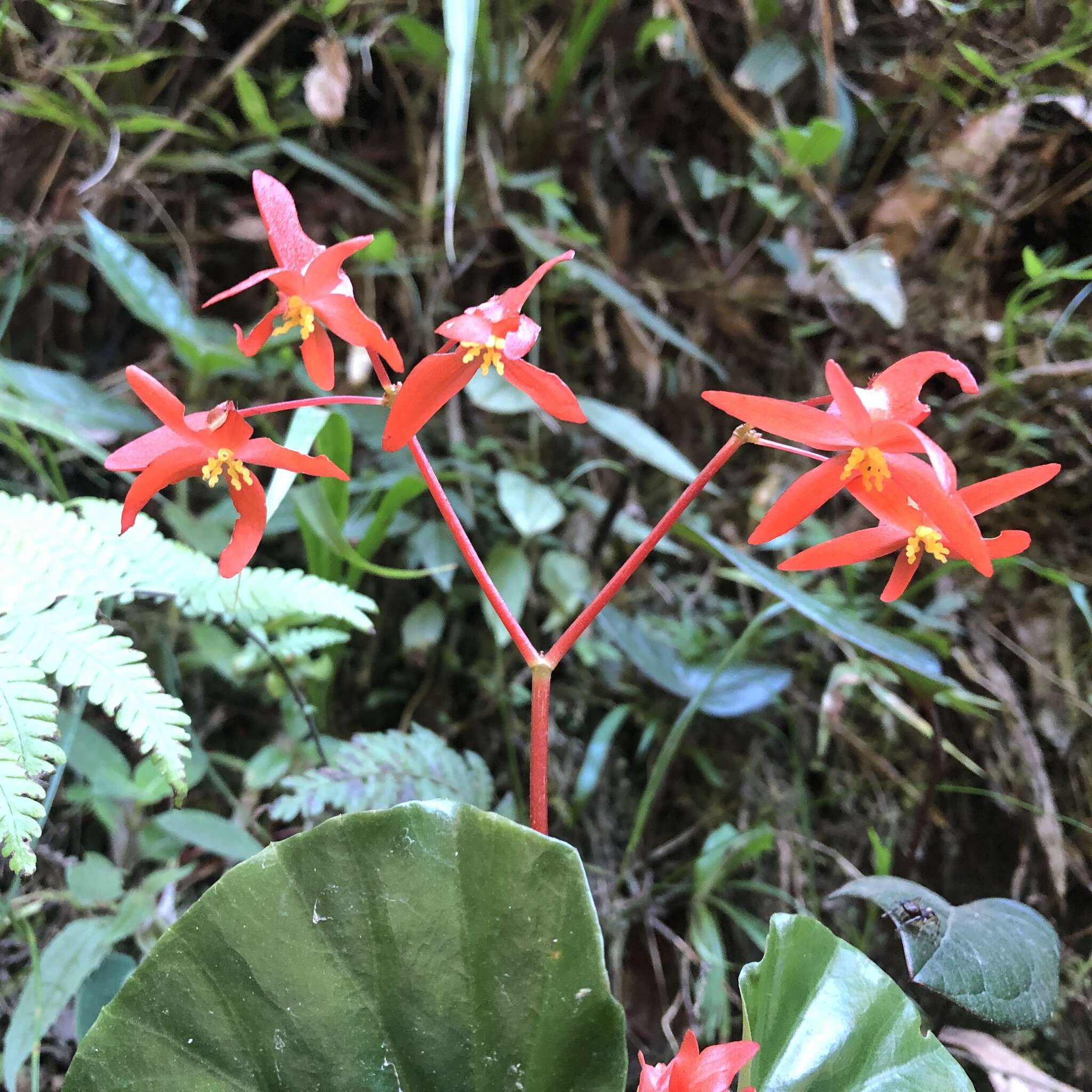 Image of Begonia stenotepala L. B. Sm. & B. G. Schub.