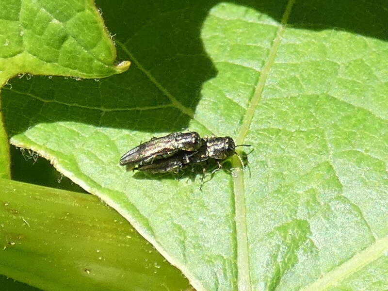 Слика од Agrilus derasofasciatus Lacordaire ex Boisduval & Lacordaire 1835