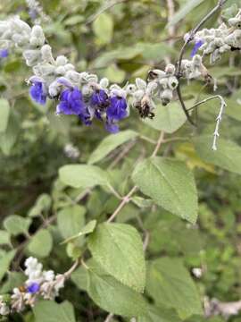 Image of Salvia breviflora Moc. & Sessé ex Benth.