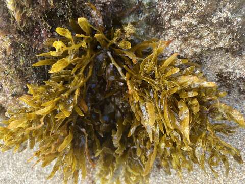 Слика од Sargassum aquifolium