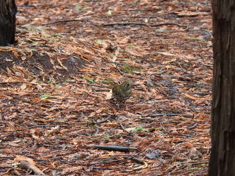 Image of Bassian Thrush