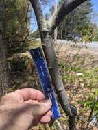 Image of Canadian serviceberry