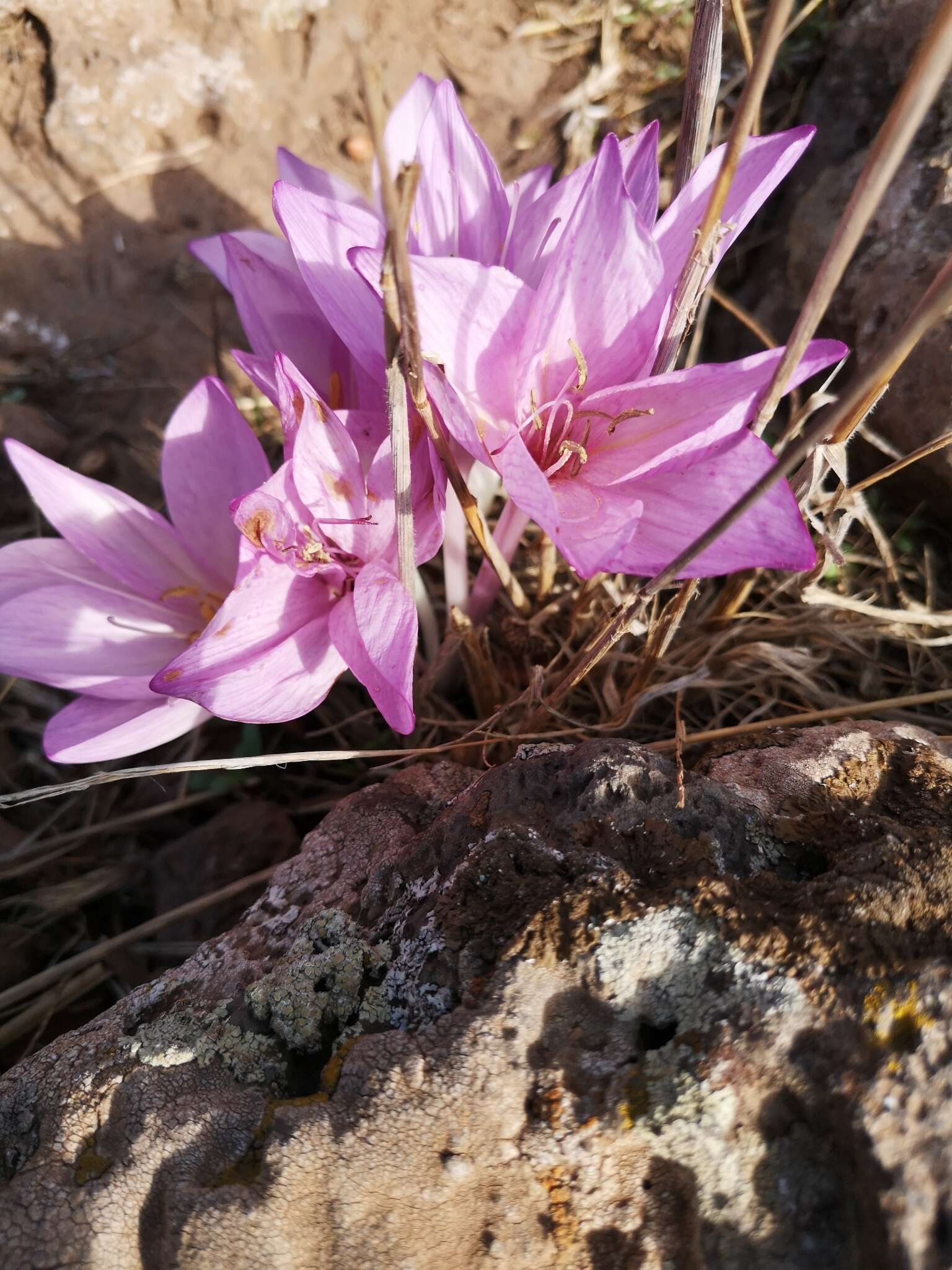 Image of Colchicum feinbruniae K. Perss.