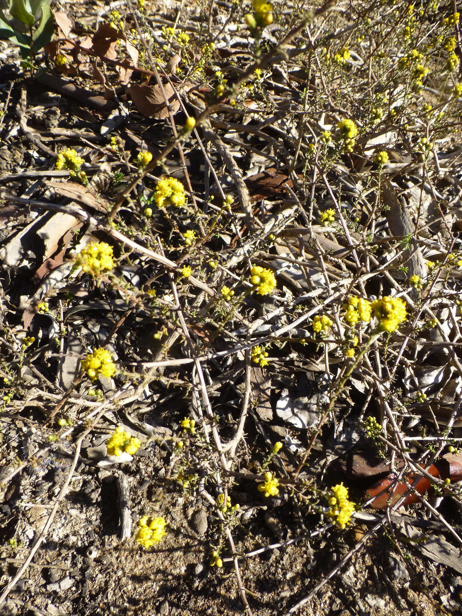 Imagem de Marasmodes fasciculata S. Ortiz