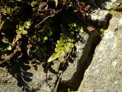 Image of Asplenium marinum L.