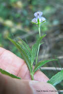 Image of Monopsis stellarioides subsp. stellarioides