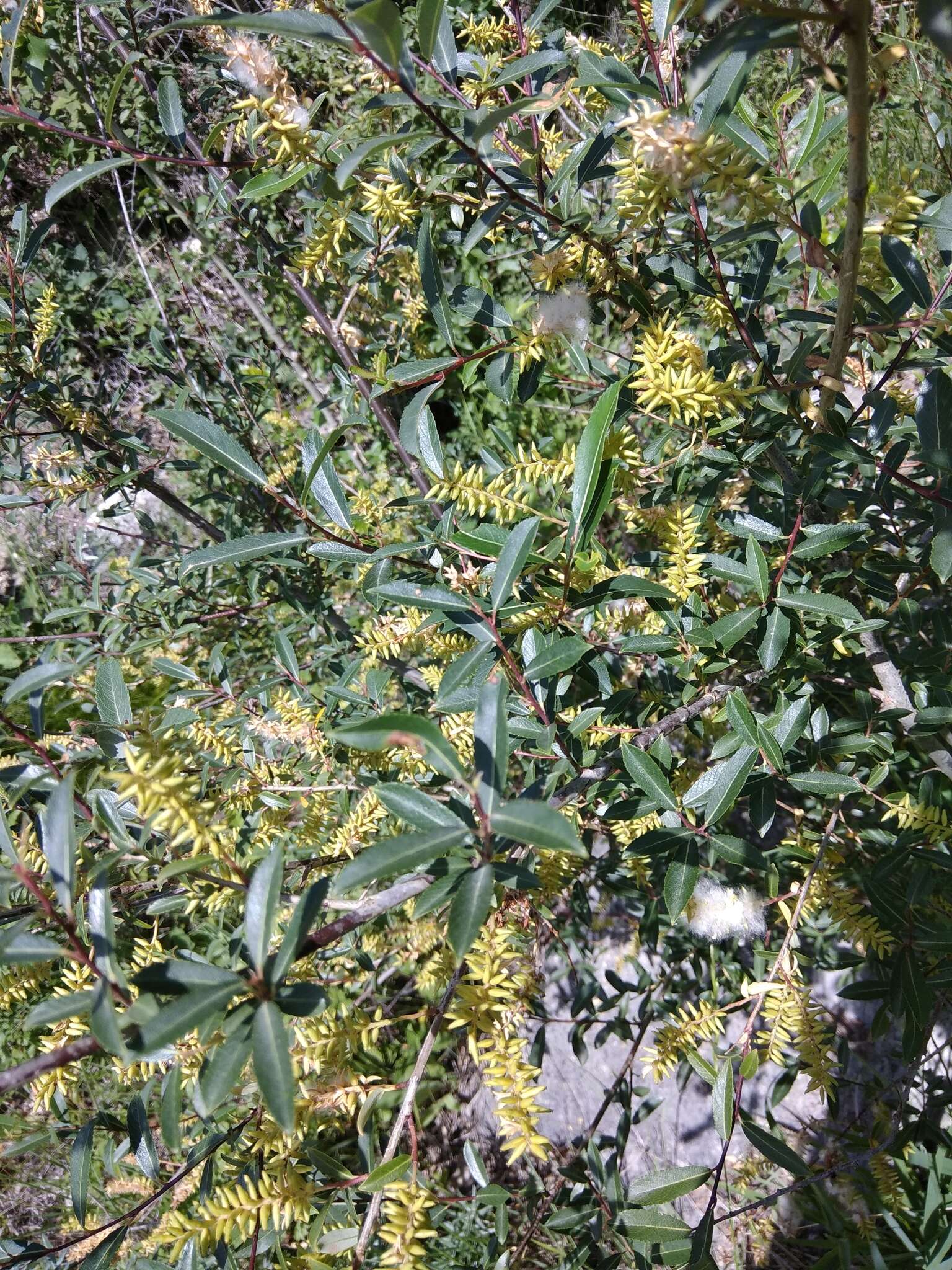 Imagem de Salix caspica Pallas