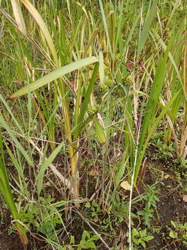 Image of Sparganium erectum subsp. erectum