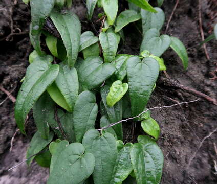 Image of Dioscorea burchellii Baker