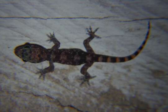 Hemidactylus angulatus Hallowell 1854 resmi