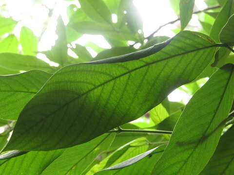 Image of Philippine pigeonwings