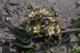 Image of Anisotoma cordifolia Fenzl