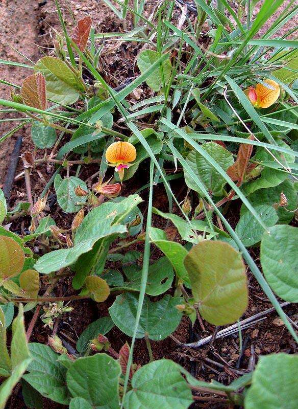 Image of Rhynchosia monophylla Schltr.