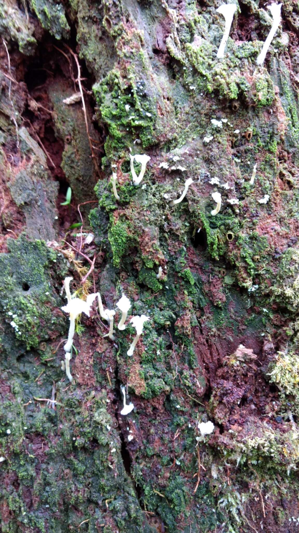 Image de Lichenomphalia umbellifera (L.) Redhead, Lutzoni, Moncalvo & Vilgalys 2002