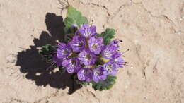 Image of purplestem phacelia
