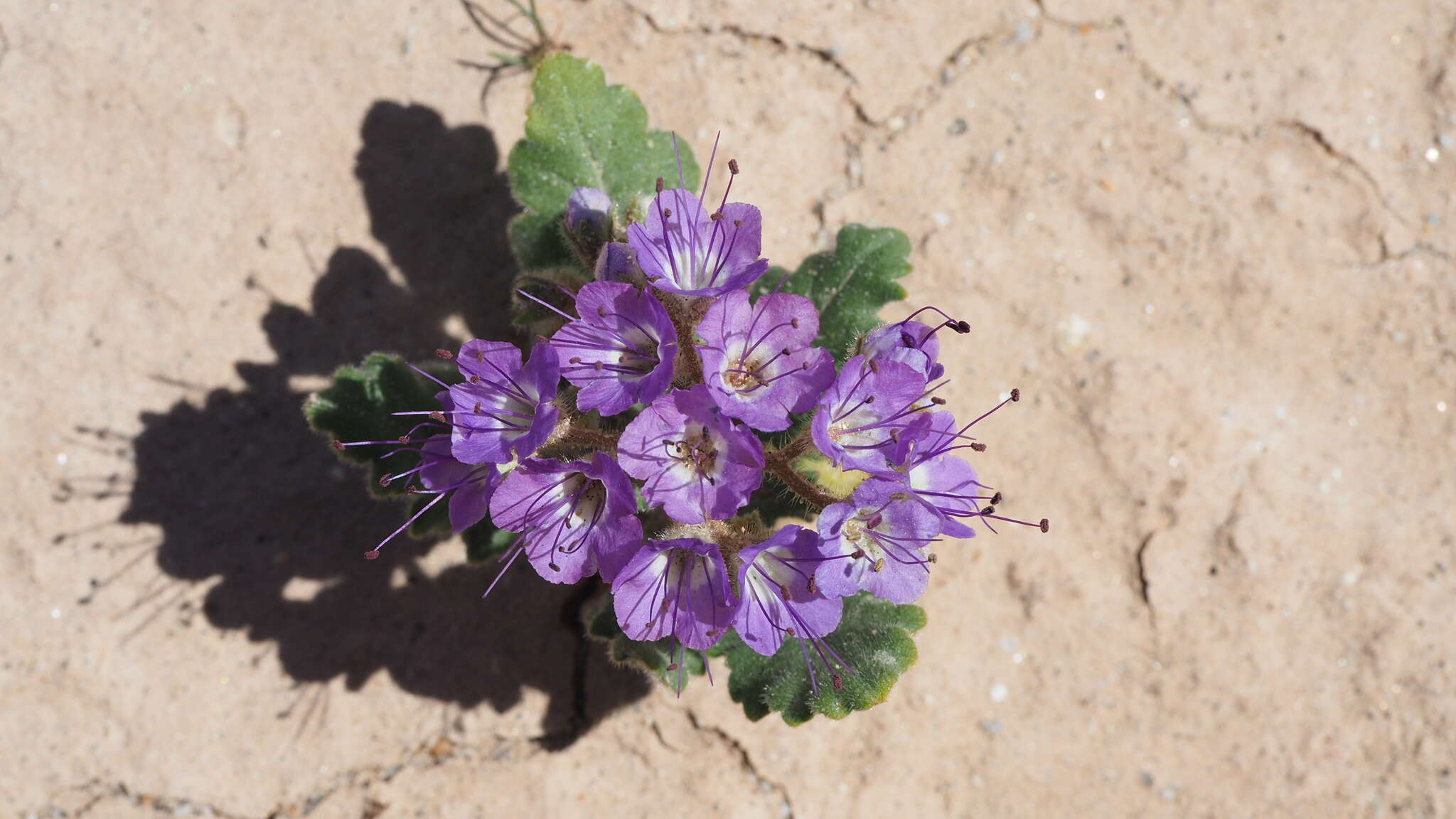 Phacelia crenulata var. ambigua (M. E. Jones) J. F. Macbr.的圖片