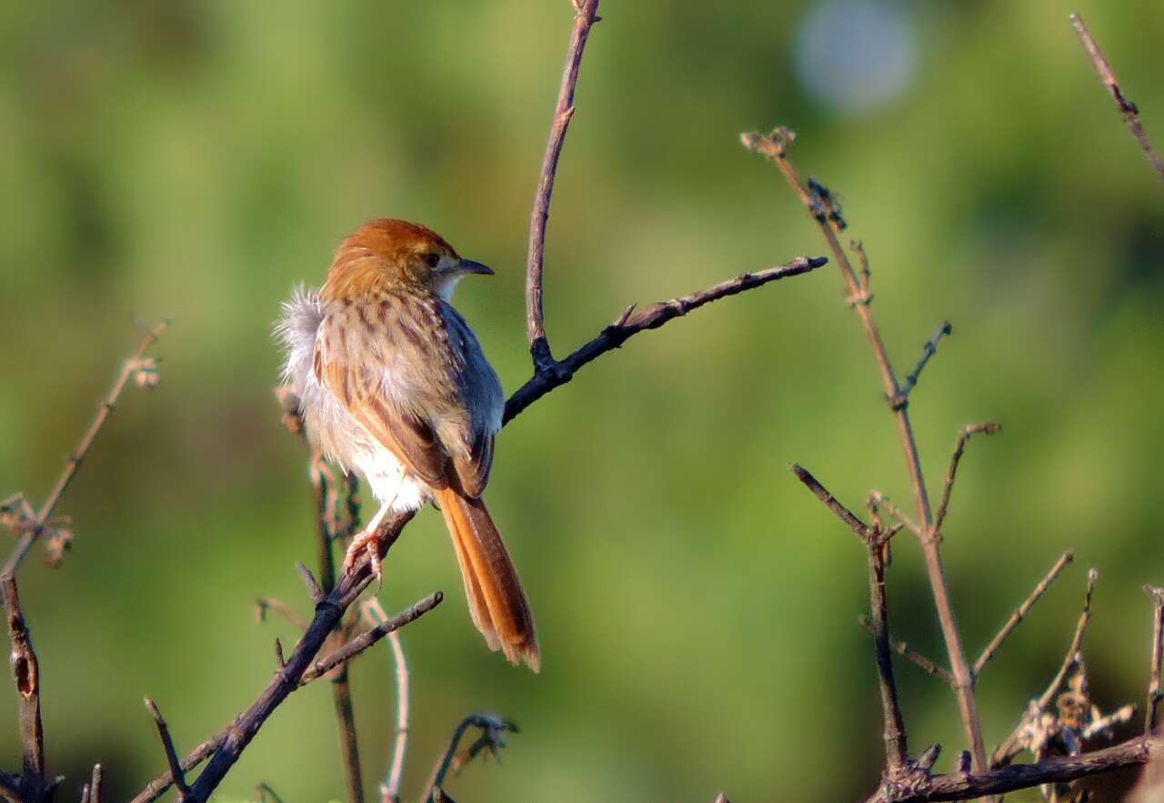 Image of Wailing Cisticola