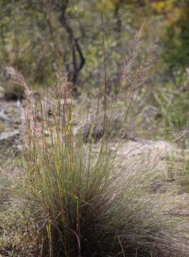 Muhlenbergia involuta Swallen resmi