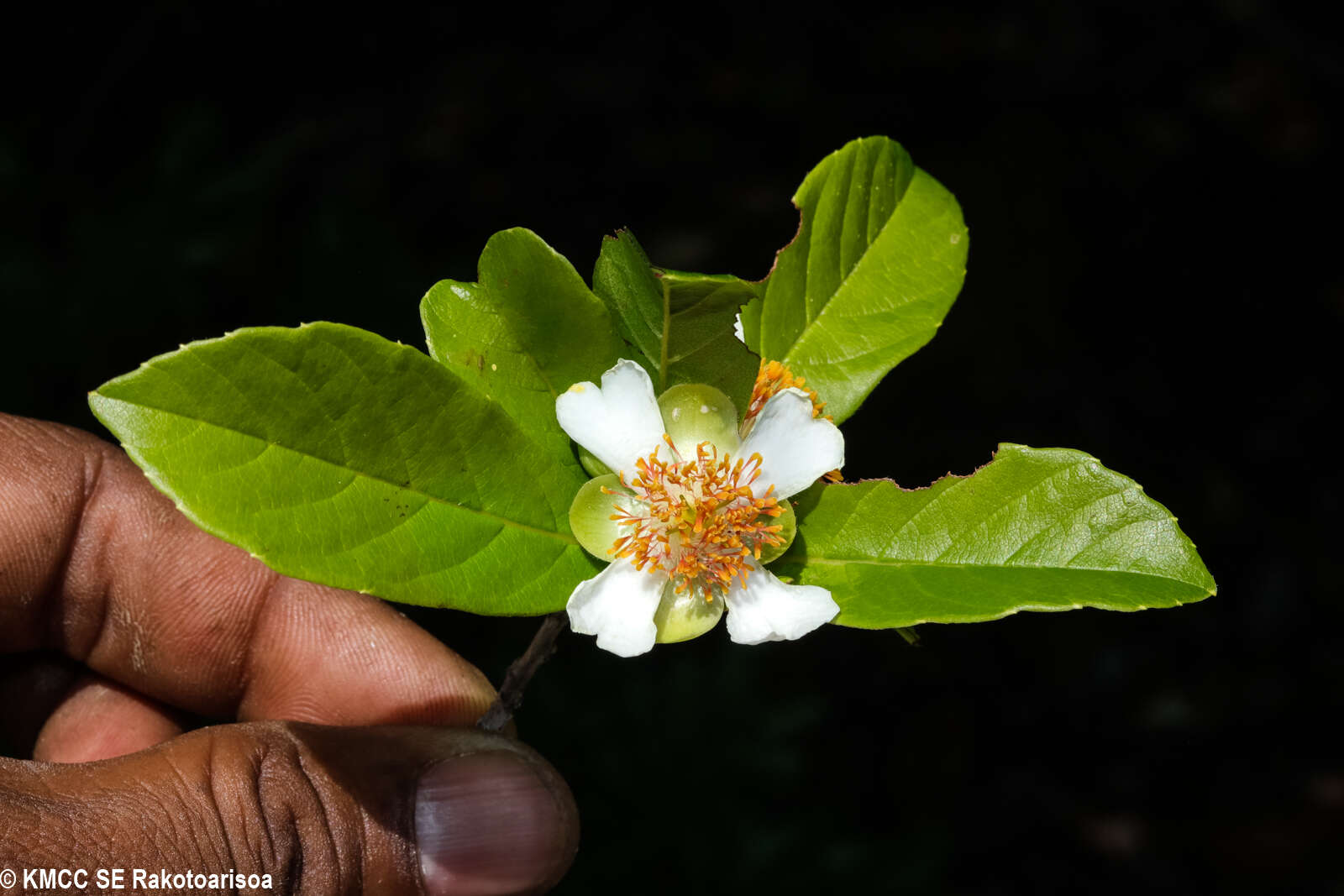 Image of Tetracera madagascariensis Willd. ex Schltdl.