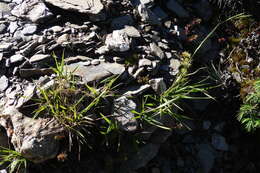 Image of Brachypodium kawakamii Hayata